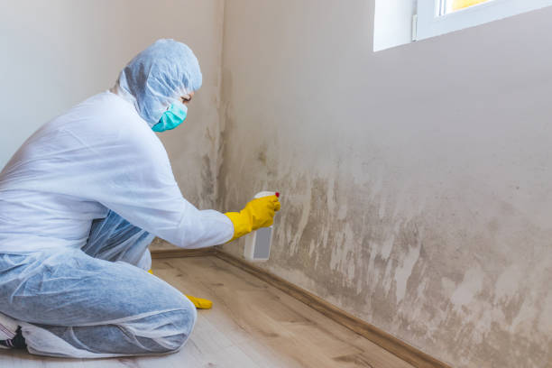 Licensed Commercial Mold Remediation service in Teaneck, NJ - WQB Mold Removal